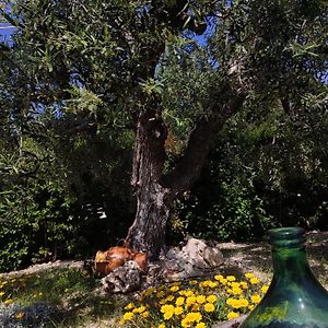 B&B L'Ulivo